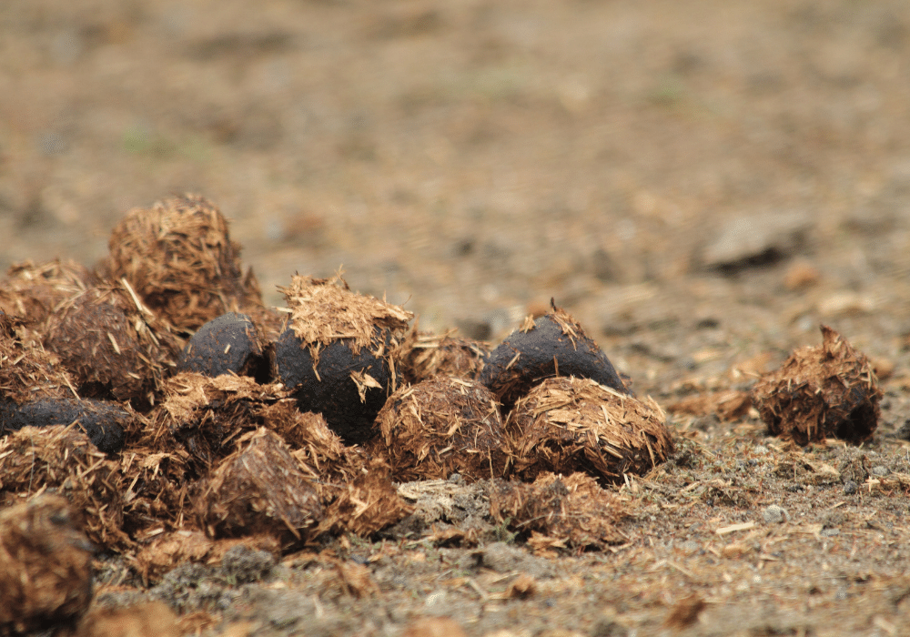 autumn worming for horses